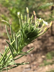 Epilobium hirtigerum