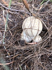 Amanita farinacea