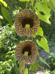 Aristolochia littoralis