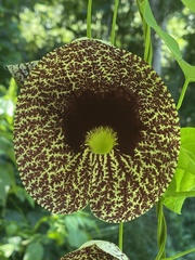 Aristolochia littoralis