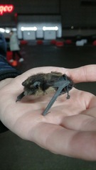Eptesicus nilssonii
