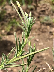 Epilobium hirtigerum