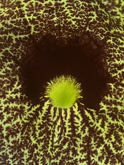Aristolochia littoralis