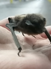 Eptesicus nilssonii