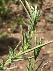 Epilobium hirtigerum