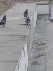 Columba livia domestica