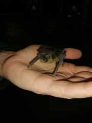 Eptesicus nilssonii