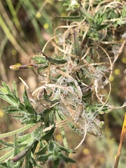 Epilobium hirtigerum