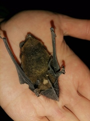Eptesicus nilssonii