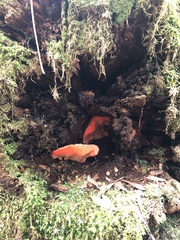 Aurantiporus pulcherrimus