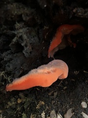 Aurantiporus pulcherrimus