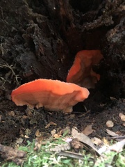 Aurantiporus pulcherrimus