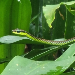 Dendrelaphis formosus