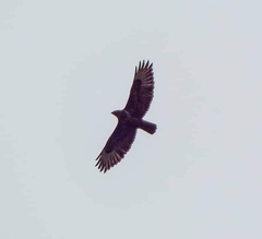 Buteo buteo