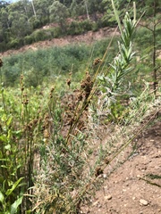 Epilobium hirtigerum