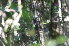 Callosciurus baluensis
