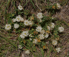 Pimelea linifolia linifolia