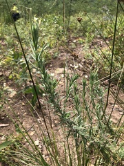 Epilobium hirtigerum