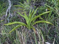 Crinum pedunculatum