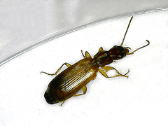 Paradromius