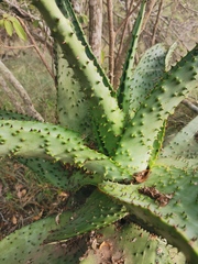 Aloe marlothii