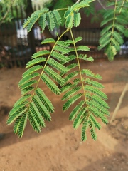 Albizia harveyi