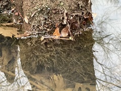 Fontinalis welchiana