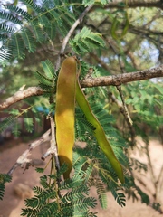 Albizia harveyi