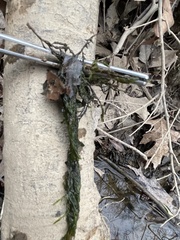 Fontinalis welchiana