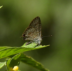 Catopyrops florinda