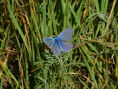 Polyommatus