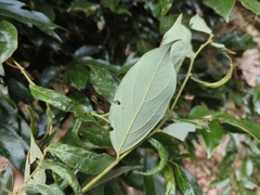 Lindera communis