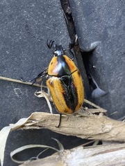 Chondropyga dorsalis