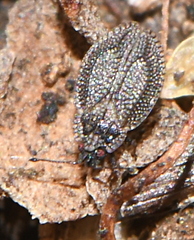 Acalypta
