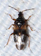 Anthocoris nemorum