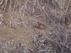 Zenaida galapagoensis