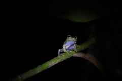 Boophis bottae