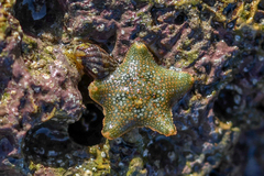 Asterina gibbosa