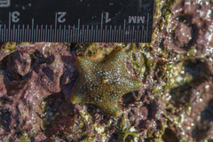 Asterina gibbosa