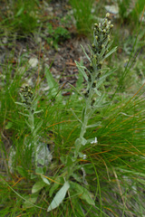 Omalotheca norvegica