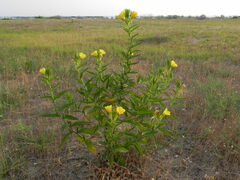 Oenothera stucchii