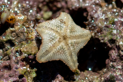 Asterina gibbosa