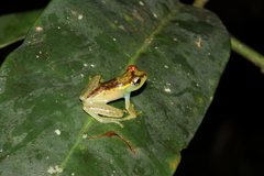 Boophis bottae