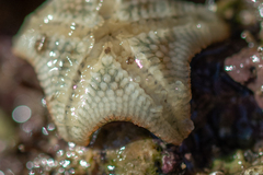 Asterina gibbosa