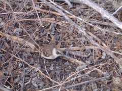 Mimus parvulus