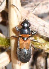 Ischnocoris hemipterus