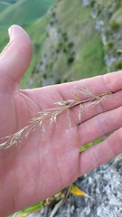 Trisetum lasiorhachis