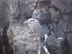 Nyctanassa violacea pauper