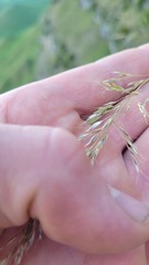 Trisetum lasiorhachis
