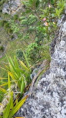 Trisetum lasiorhachis